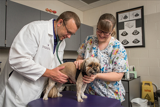 Veterinary Medicine Continuing Education