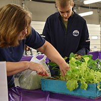 Salad contest