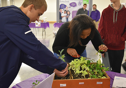 Salad growing contest