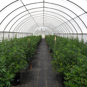 Hemp high tunnel