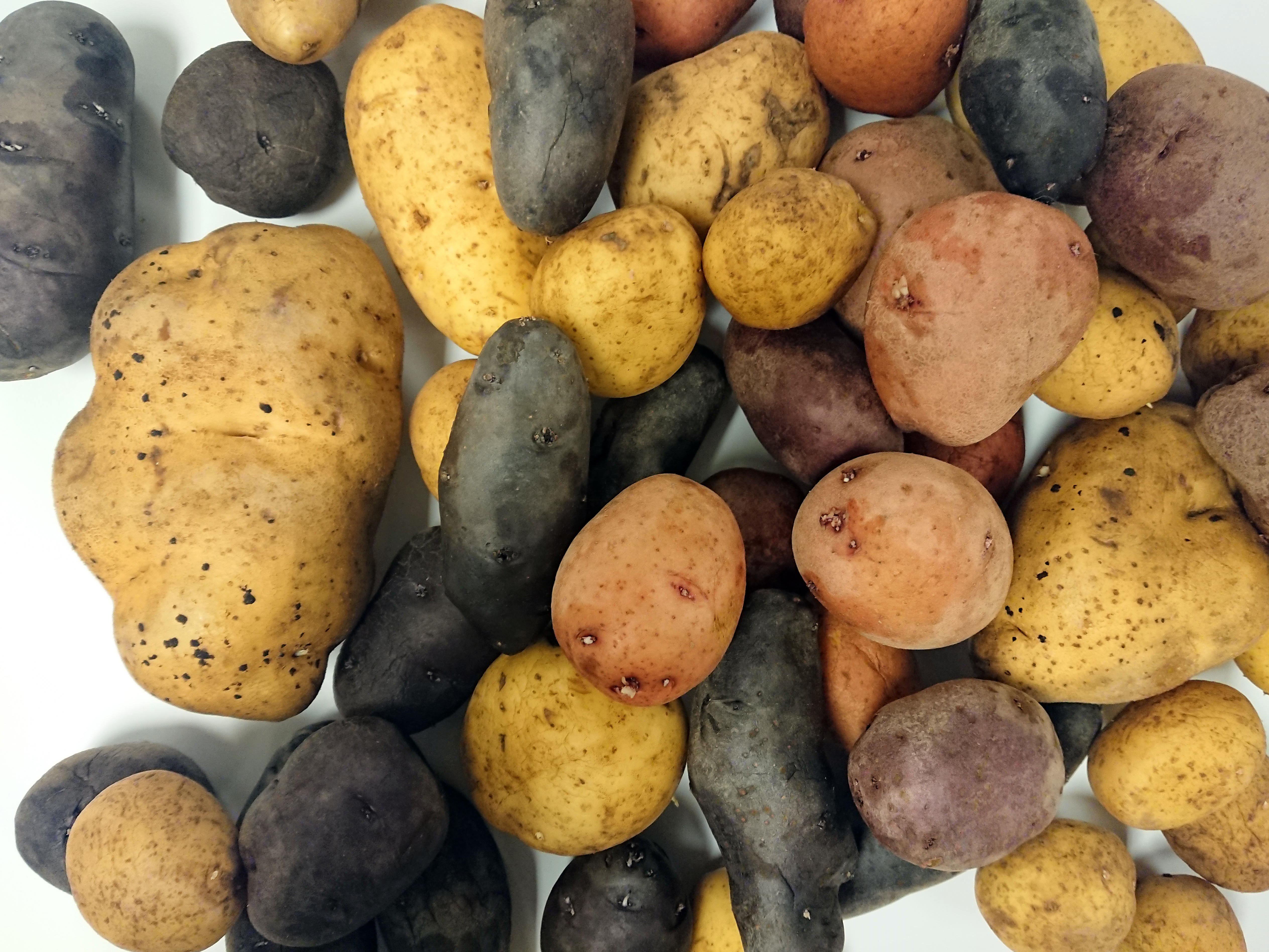 Sensory analysis research on potatoes uncovers the flavor nodes of various potato varieties. It also finds that consumers like a potato with a smooth texture but dislike potatoes that are purple, bright yellow and other nontraditional colors.