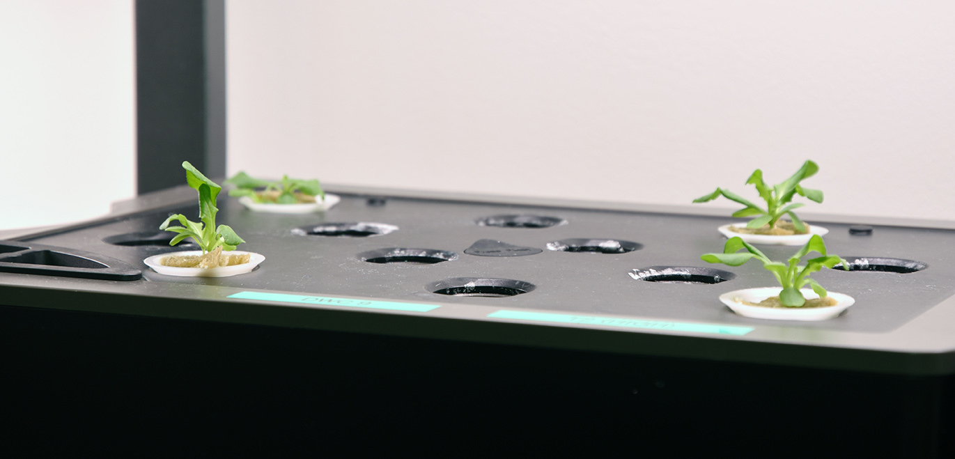 Lettuce plants growing in a hydroponic setup. 