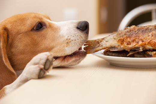 Dog eating from the table