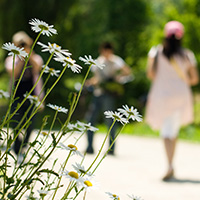 Students walking on campus in summer