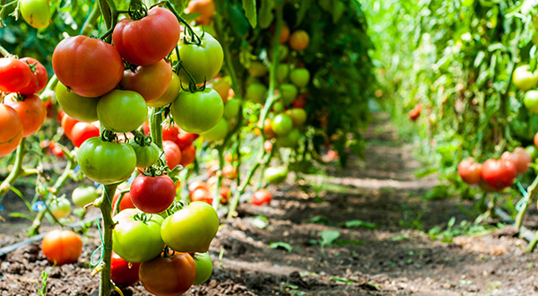 Tomatoes growing under a high tunnel. 