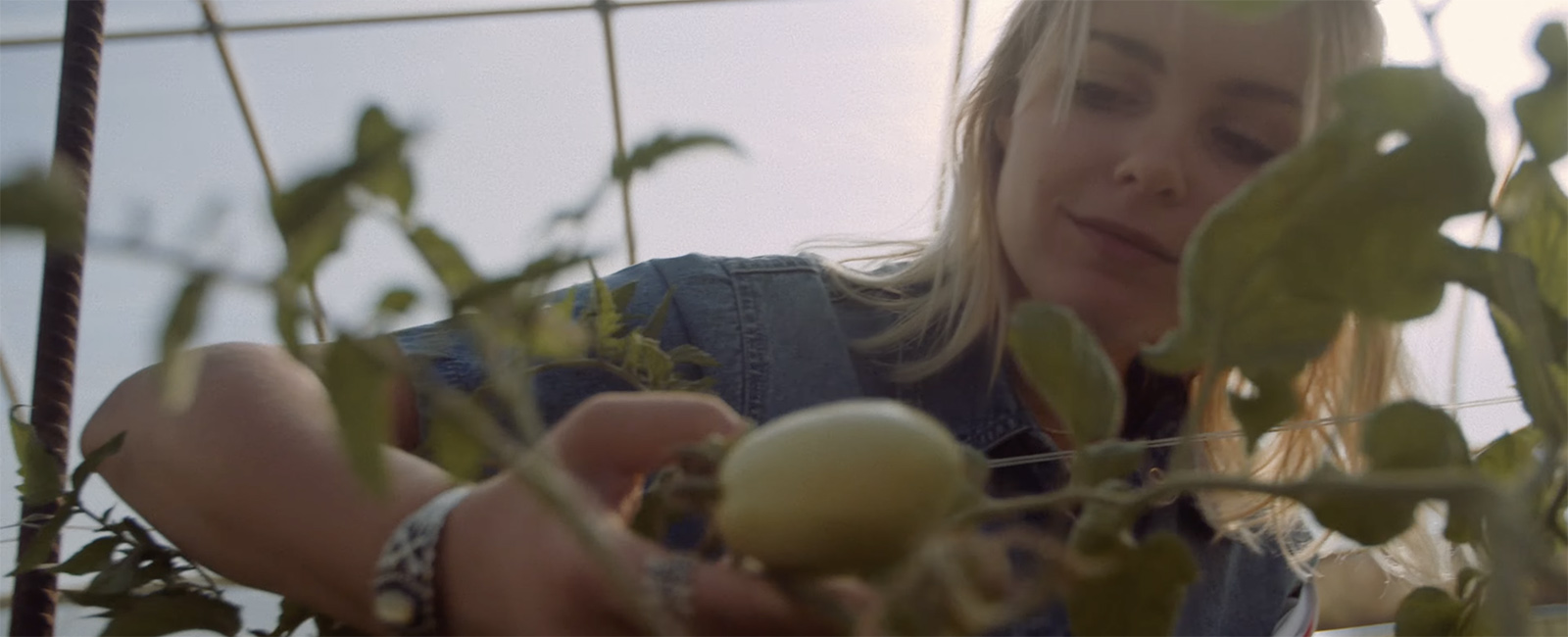 Young woman examining a green tomato growing on the vine. 