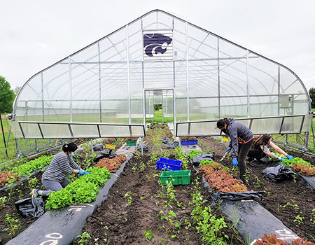 Students harvesting lettuce in front of high tunnel.