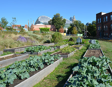 Raised garden beds with fresh, leafy greens in downtown Kansas City.