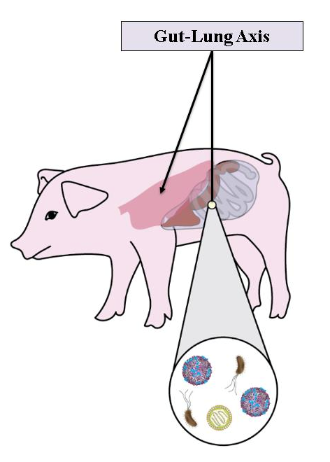 Gut-Lung Axis