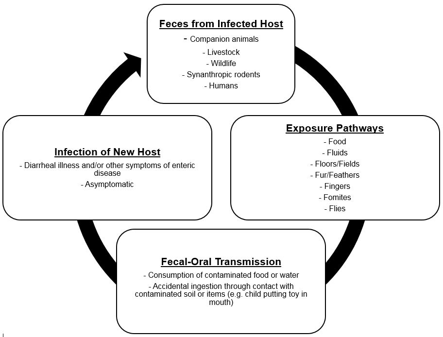 Fecal-oral zoonotic disease trasnmission