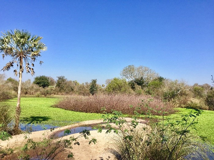 A lagoon in the middle of the fragmented forest at the Estación Biológica de Corrientes. 