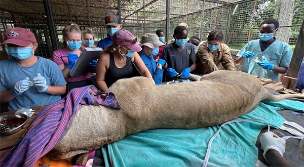 Veterinarians examining a sleeping lion on a table. 