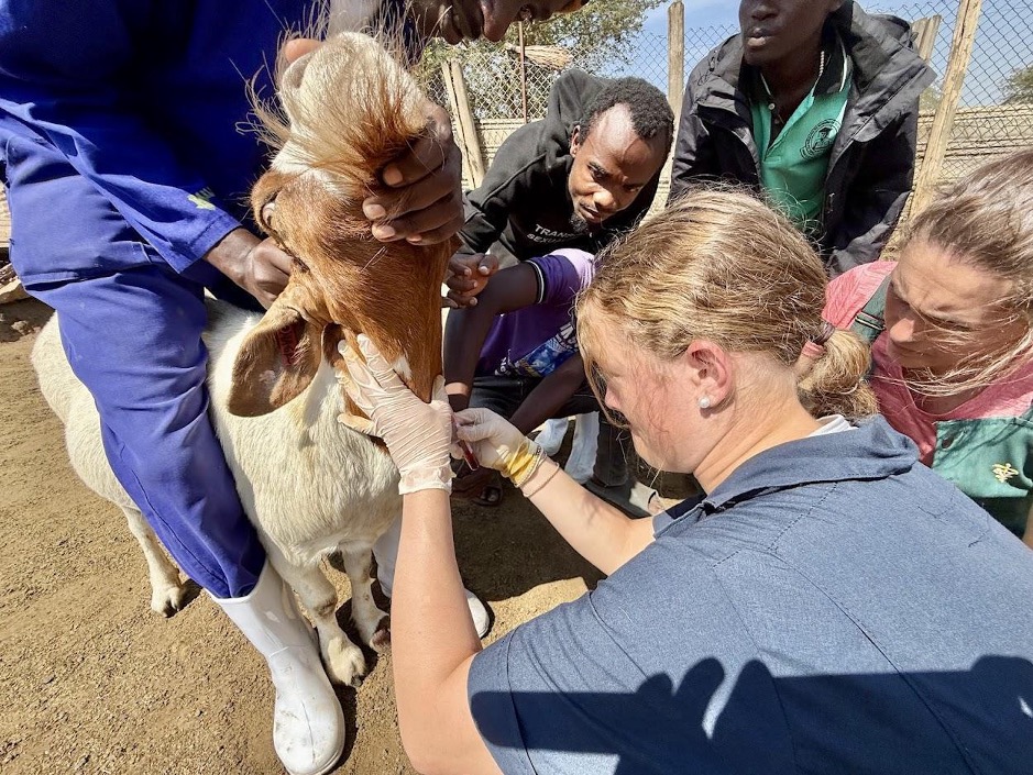 MSU students work alongside Makerere University students to collect a blood sample from a goat during a clinical exercise.