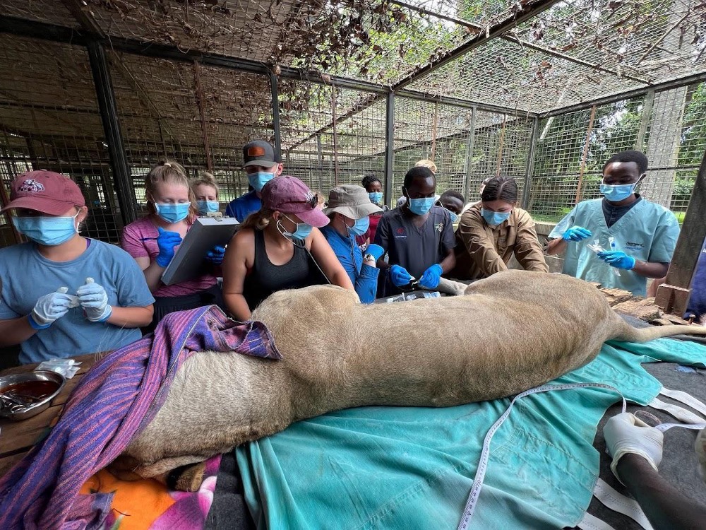 A sedated lion undergoes a medical procedure at a local zoo.