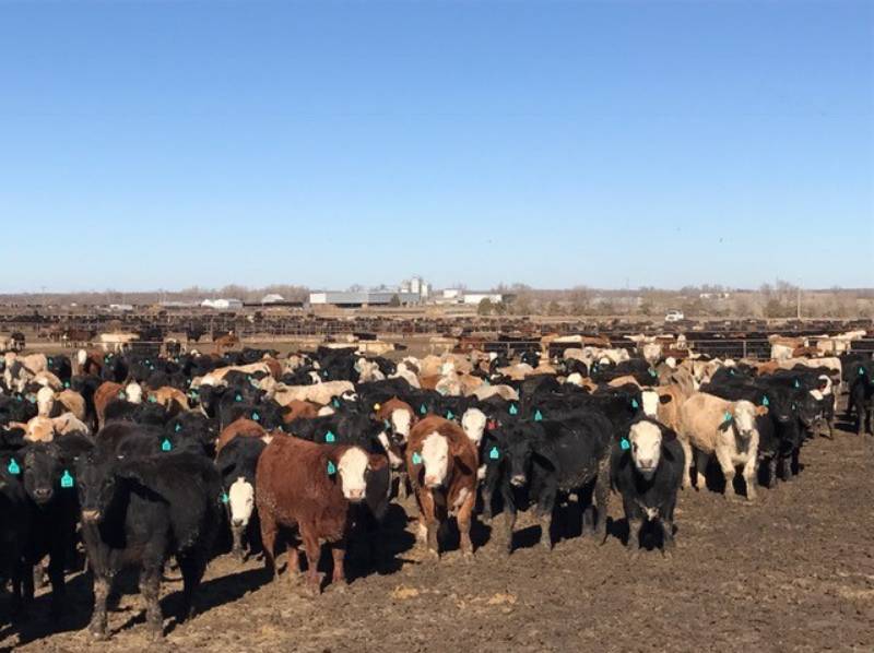 feedlot