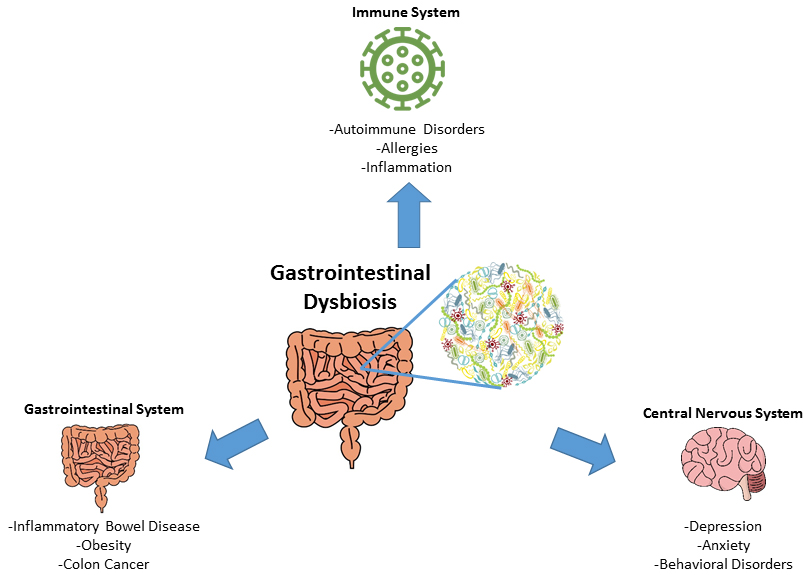 Immune System diagram