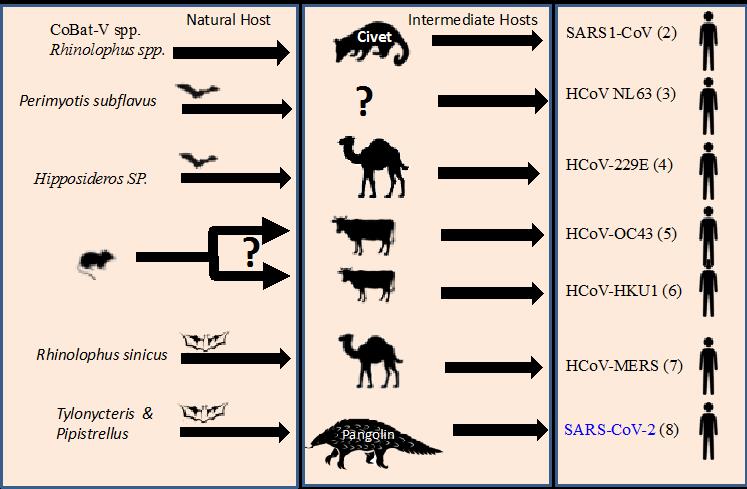 The Betacoronavirus infecting humans