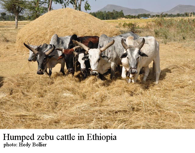 Zebu cattle in Ethiopia