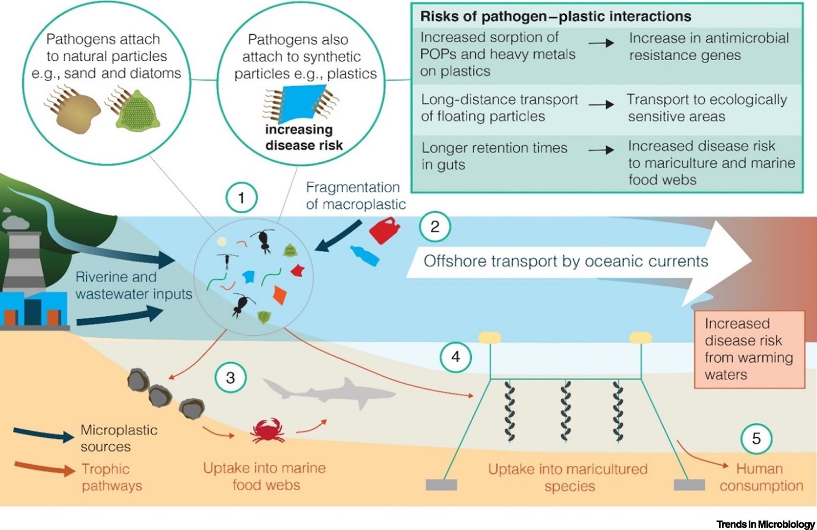 Microplastics Figure 3