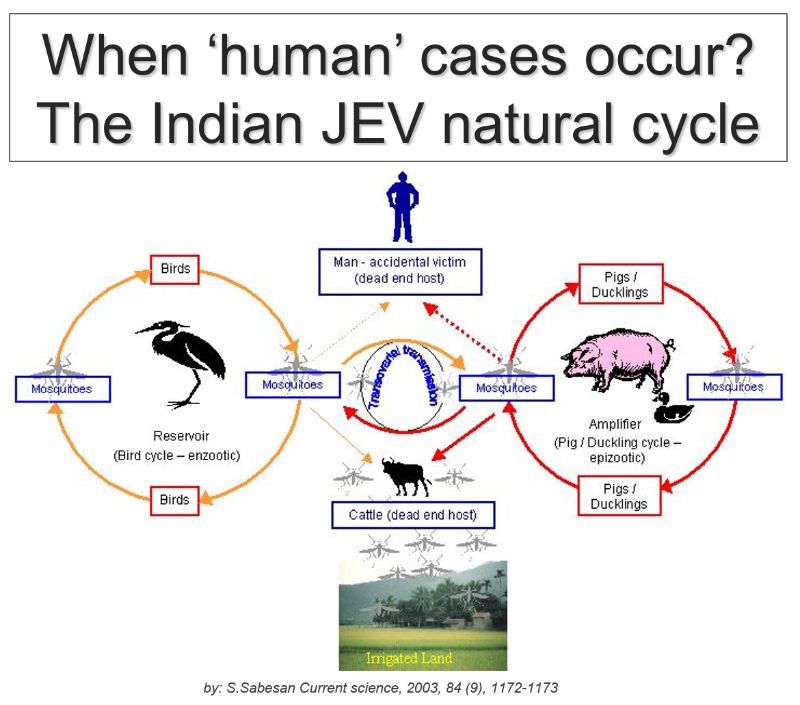 human cases