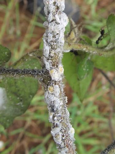 mealybug on cotton