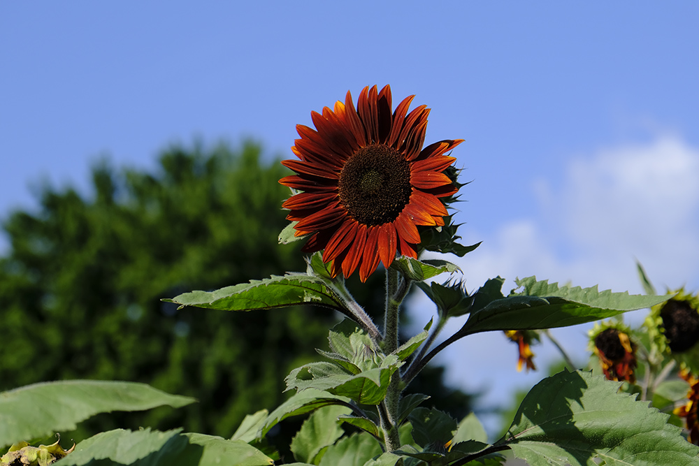 Sunflower at JCCC’s Open Petal Farm.