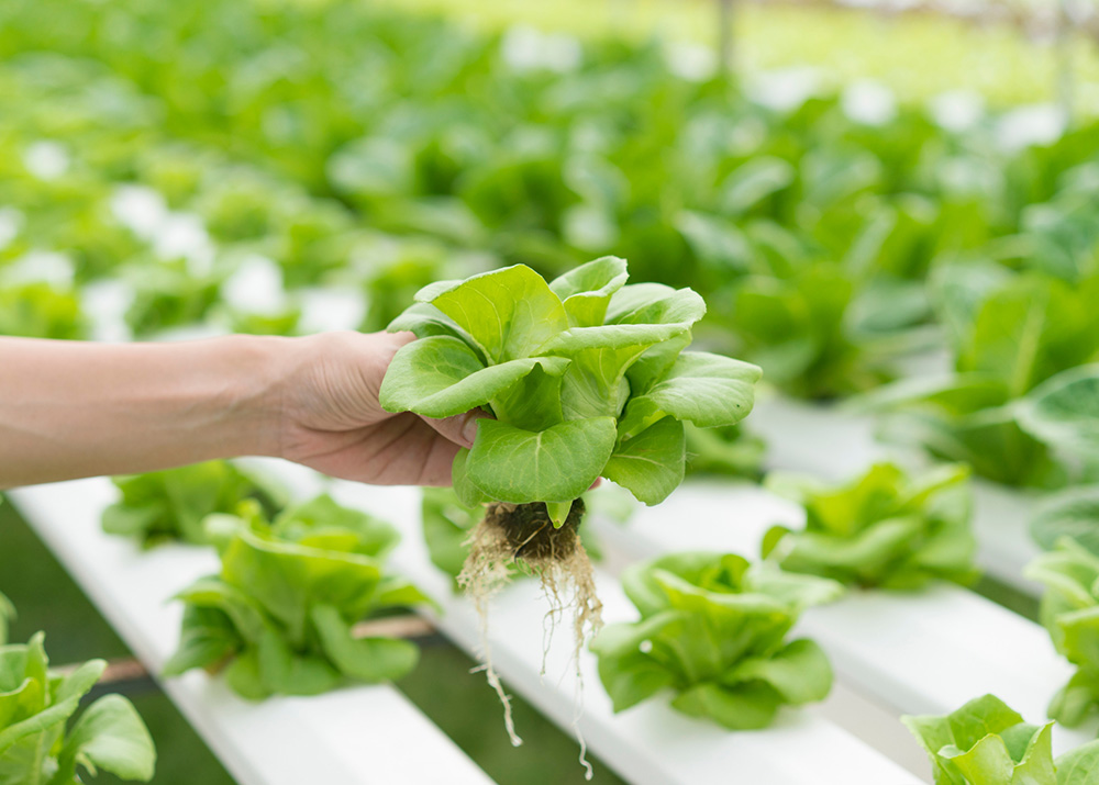 Hand holding a head of leafy greens that was hydroponically grown.