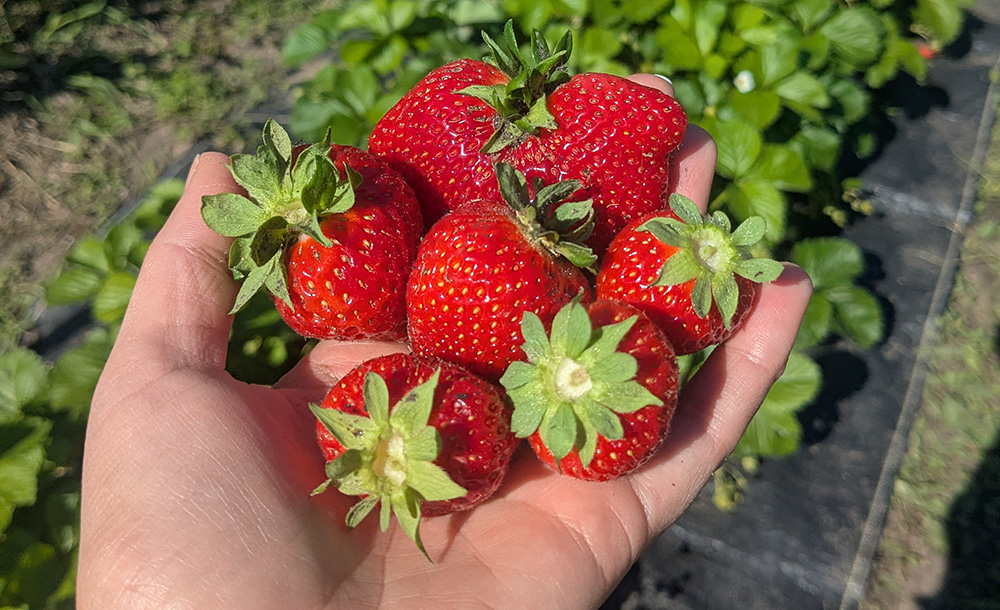 A hand holding freshly picked strawberries with the green strawberry in the background.