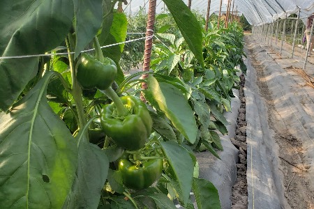 Peppers in High Tunnel